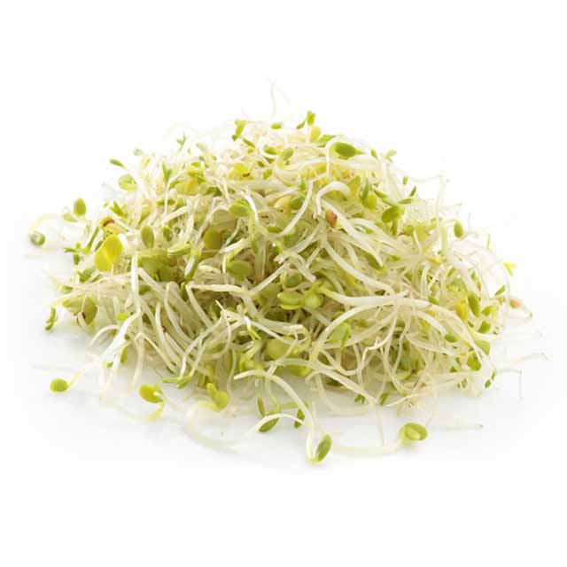 Alfalfa Sprouts