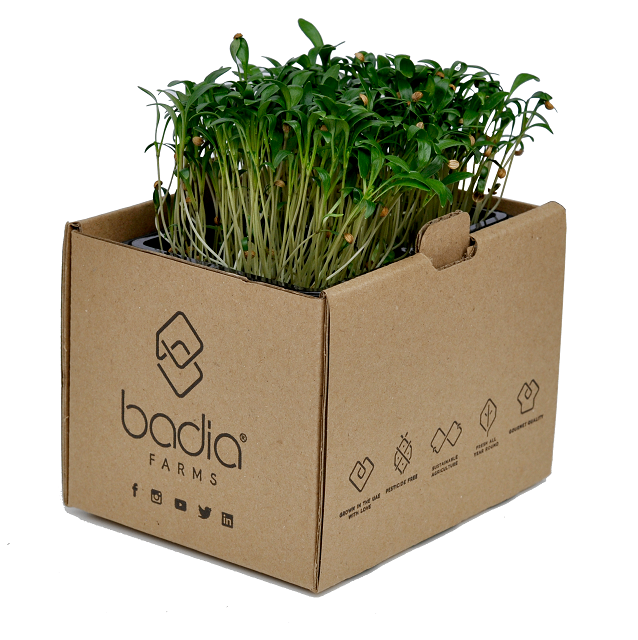 CRECOAEBFPKTL1