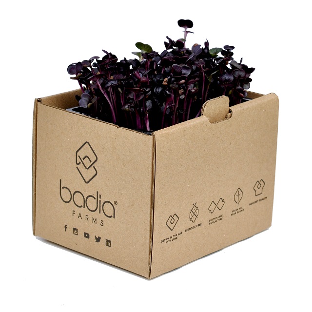 Radish Cress