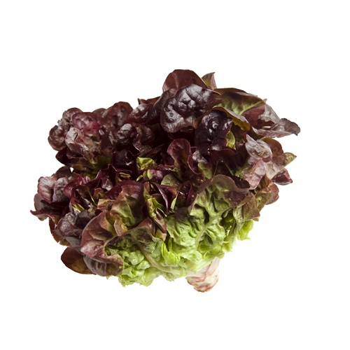 Oakleaf Lettuce